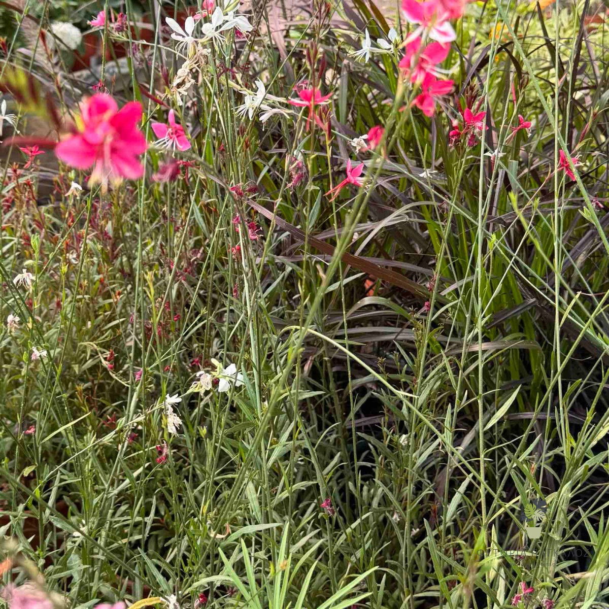 Γκάουρα (Gaura lindheimeri) | Πολυετές Ανθοφόρο Φυτό με Συνεχή Ανθοφορία - 2